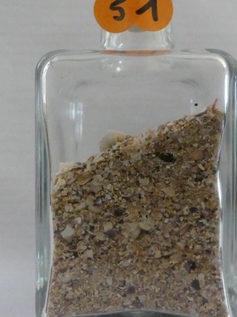 Ile de Ré, plage de Rivedoux - France