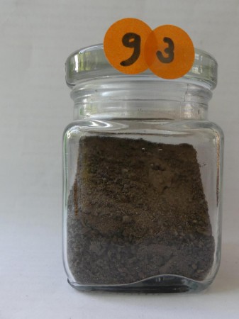 Vitebsk, Terre du jardin des parents de Yulia - Biélorussie